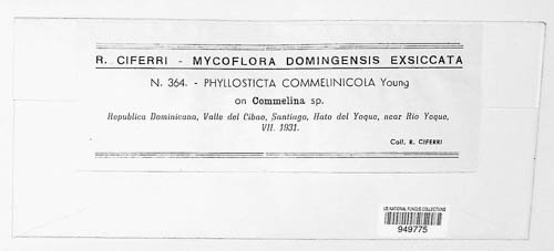 Phoma commelinicola image
